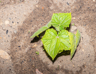 green leaf on the ground