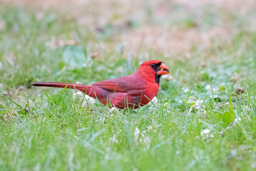 The Beautiful red bird (Northern Cardinal)