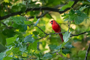 The Beautiful red bird (Northern Cardinal)