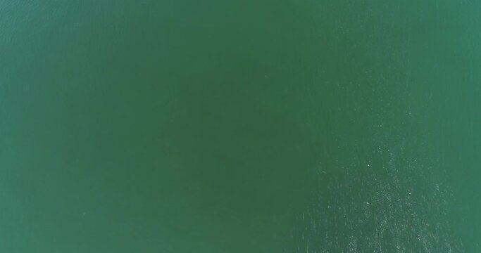 Cownose rays aerial on the gulf of california, mexico