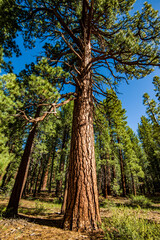 huge pine tree growing in the Inyo National Forest California