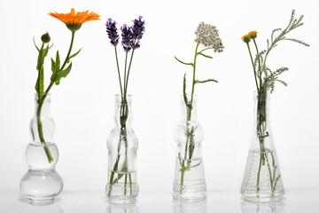 Santolina, calendula, lavender and yarrow in glass bottles