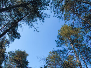 Genova, Italy - 06/29/2020: Beautiful floral spring abstract background of nature. Branches of blossoming apricot macro with soft focus on gentle light blue sky background. 