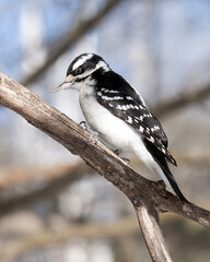 Obraz premium Woodpecker bird stock photos. Woodpecker bird close-up profile view perched with blur background. Image. Picture. Portrait. Black and white colour bird.