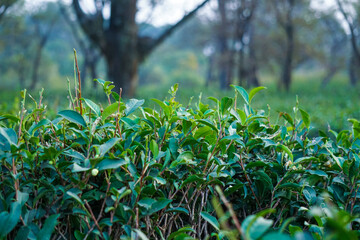 tea_leaves