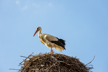Storch