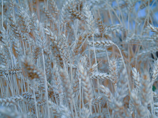 Fototapeta premium Genova, Italy - 06/29/2020: Beautiful floral spring abstract background of nature. Branches of blossoming apricot macro with soft focus on gentle light blue sky background. 