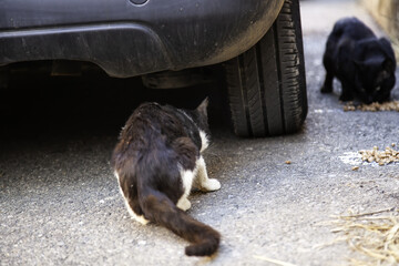 Cats abandoned street