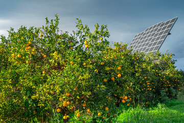 Orange plantation, supply of solar panels