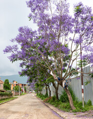 Blooming Jacaranda Trees Along the Street