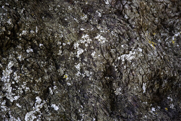 Old tree bark