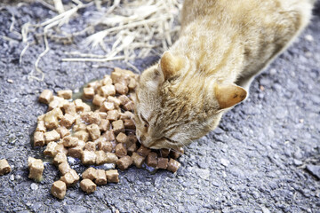 Cats abandoned street