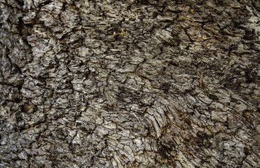 Old tree bark