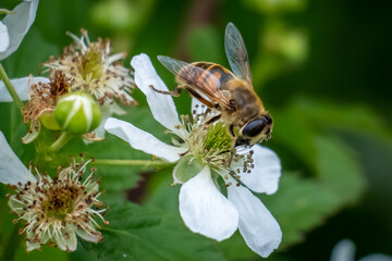 A Common Drone Fly pollinates some blackberry blooms.