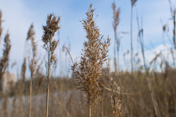 Ear of dry grass close-up on the background of a field
