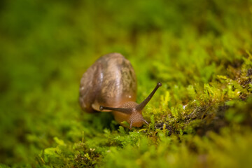 A downward view of a snail climbing up a mossy tree trunk.