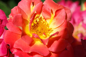 large red and yellow rose
