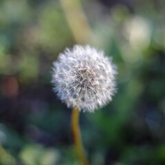 dandelion seed head