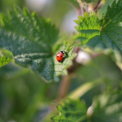 ladybird on a leaf