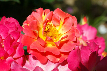 large bush of garden terry rose flowers