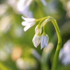 close up of a white flower