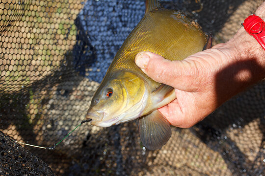 a fisherman holds a caught  tench (Tinca tinca)  in his hand