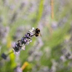 bumblebee on lavender