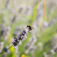 bumblebee on lavender