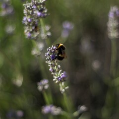 bumble bee on a flower