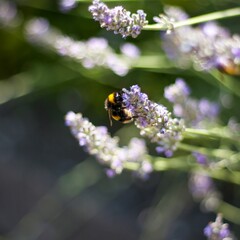 Fototapeta premium bee on a flower