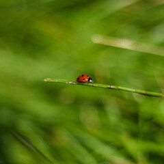 ladybug on a green grass