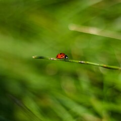ladybug on green grass