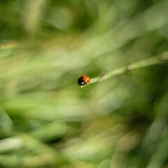 ladybird on a green leaf