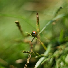 ladybird on a leaf