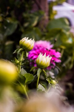 pink and yellow flower| Dallia