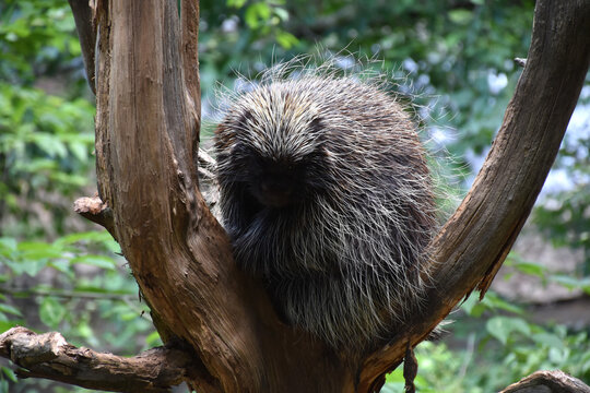Overweight Porcupine Sitting on a Tree Branch