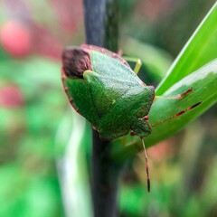 green shield bug on leaf 