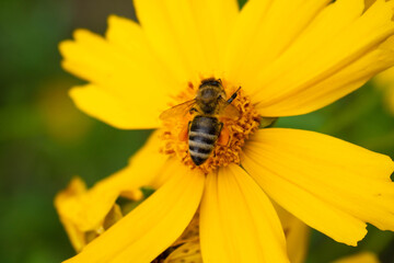 the bee collects nectar in the center of big yellow flower. Blurred background.