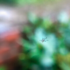 spider on the web