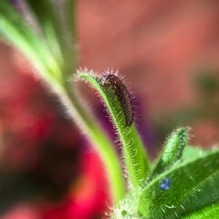 caterpillar close up on leaf