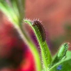 close up of a caterpillar on a leaf