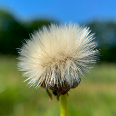 dandelion seed head