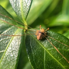 spider on leaf