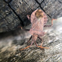 red shield bug on wood 