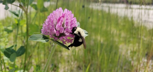 looking for nectar © LivetImages