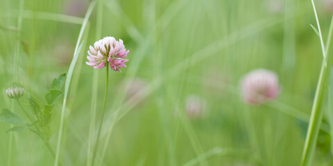 pink funny clover flowers in summer field