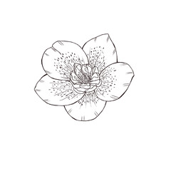 Vintage style graphic flower decor 300 dpi digital