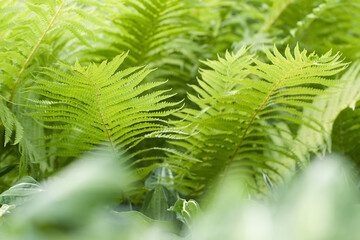 tender fern growing in a summer park or forest