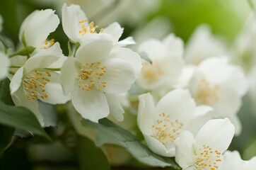 Obraz na płótnie Canvas jasmine branch with wonderful delicate white flowers