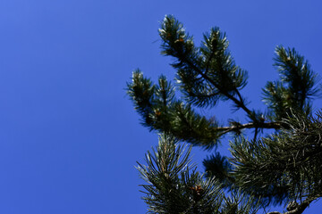 Fir branches with a blue sky